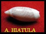 AGARONIA HIATULA